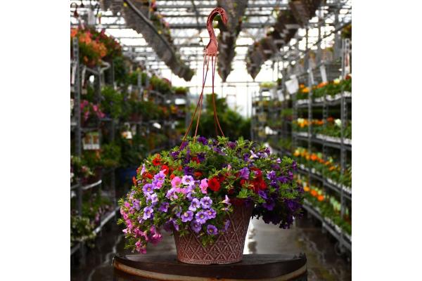 HB12" CALIBRACHOA MIXED