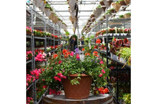 HB12" EARLY SPRING COMBO