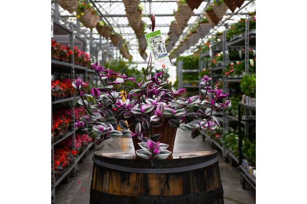 HB12" TRADESCANTIA NANOUK