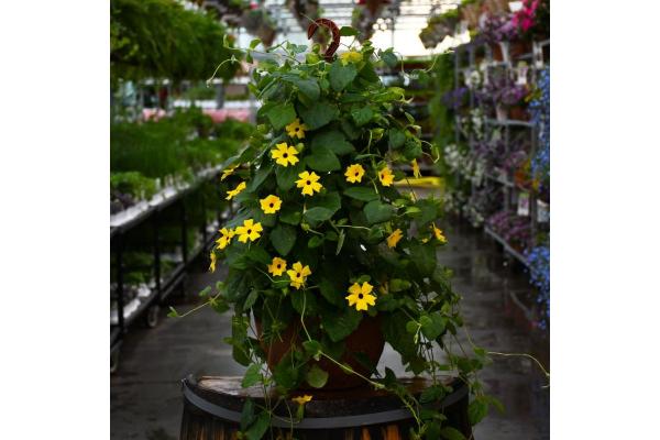 HB12" THUNBERGIA YELLOW LEMON STAR