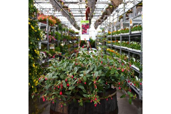 HB12" FUCHSIA DOLLAR PRINCESS