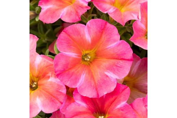 HB12" PETUNIA SUPERCAL CORAL STAR