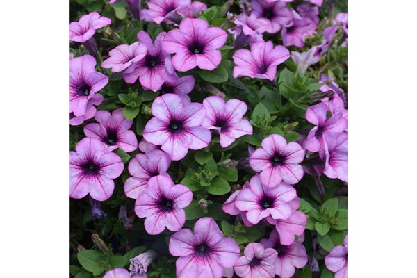 HB12" PETUNIA HEADLINER CRYSTAL PINK