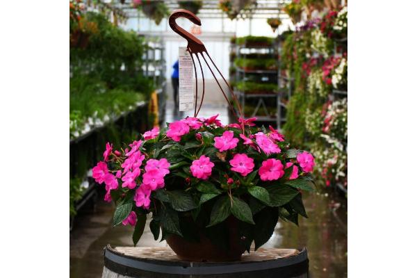 HB12.8" IMPATIENS SUNPATIENS PINK FLASH