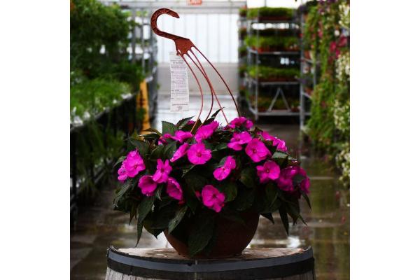 HB12.8" IMPATIENS SUNPATIENS PURPLE