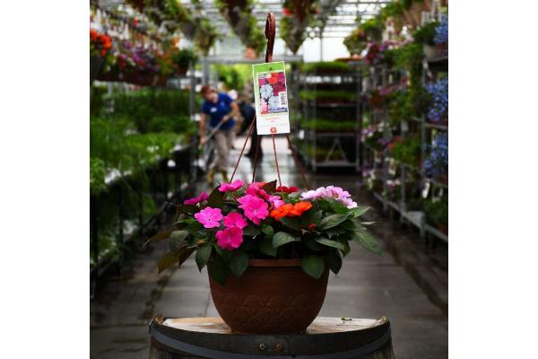 HB12.8" IMPATIENS SUNPATIENS MIX