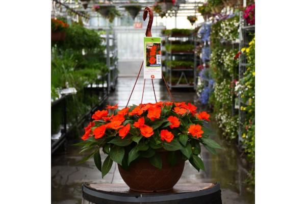 HB12.8" IMPATIENS SUNPATIENS ELECTRIC ORANGE