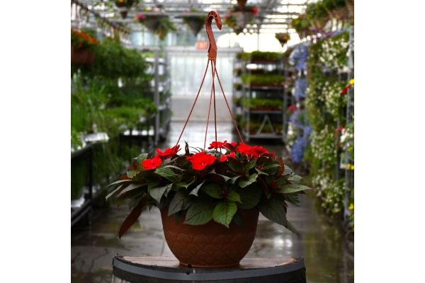 HB12.8" IMPATIENS SUNPATIENS DEEP RED