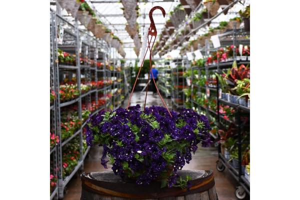 HB12" PETUNIA HEADLINER VIOLET SKY