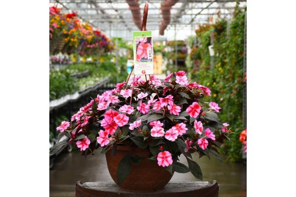 HB12.8" IMPATIENS SUNPATIENS RED CANDY