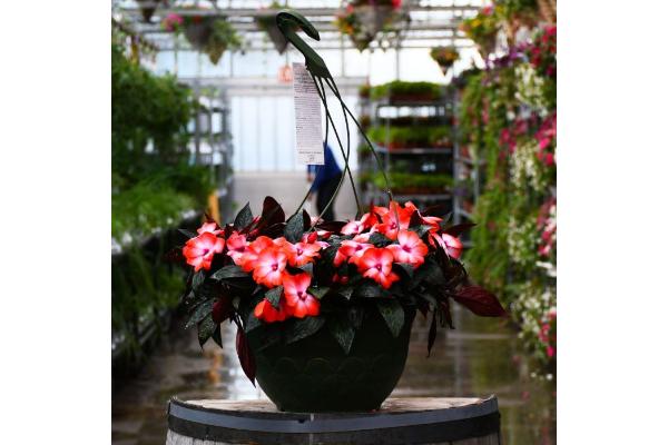 HB12.8" IMPATIENS NEW GUINEA ORANGE ICE