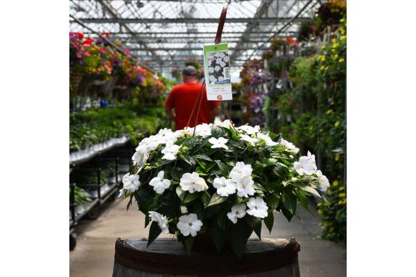HB12.8" IMPATIENS SUNPATIENS WHITE