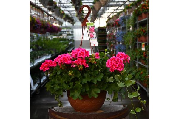 HB12.8" GERANIUM CALLIOPE ROSE MEGA SPLASH