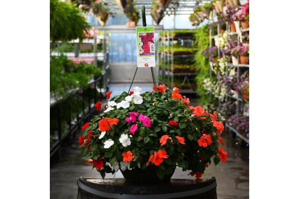 HB12" IMPATIENS MIX