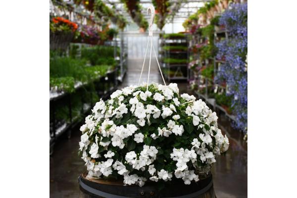 HB12" IMPATIENS WHITE