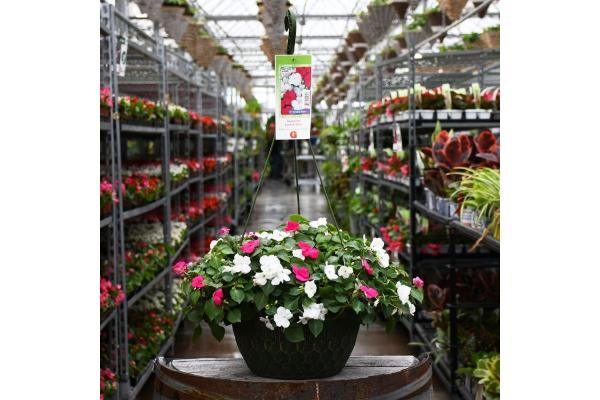 HB12" IMPATIENS LIPSTICK/WHITE