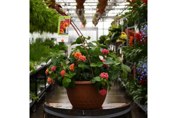 HB12" LANTANA CHERRY SUNRISE