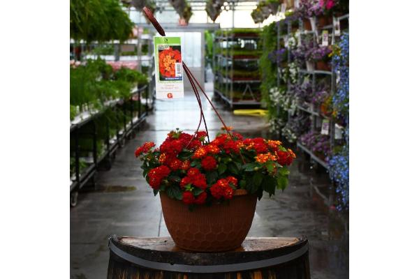 HB12" LANTANA BANDOLISTA HOT BLOODED