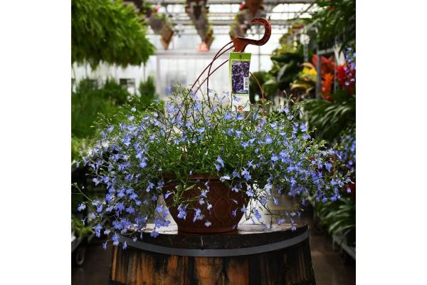 HB12" LOBELIA BLUE