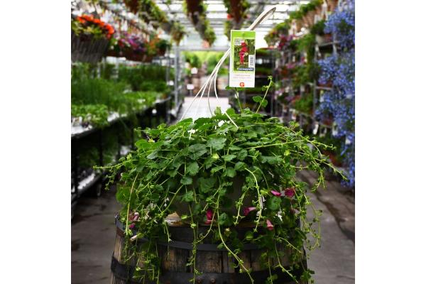 HB12.8" LOPHOSPERMUM COMPACT ROSE