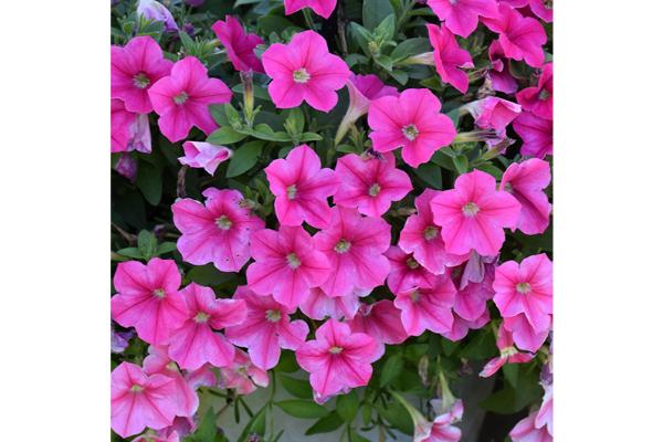 HB12" PETUNIA SUPERCAL PREMIUM ROSE STAR