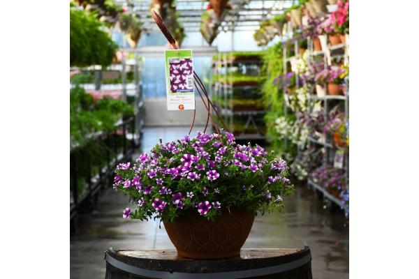 HB12" PETUNIA SHORTCAKE BLUEBERRY