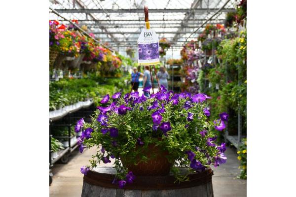 HB12" PETUNIA SUPERTUNIA BLUE TIARA