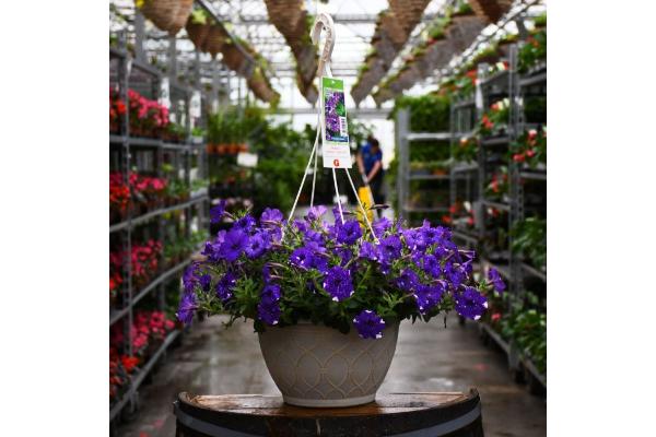 HB12" PETUNIA HEADLINER NIGHT SKY