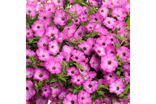 HB12" PETUNIA SUPERTUNIA ROSE TIARA