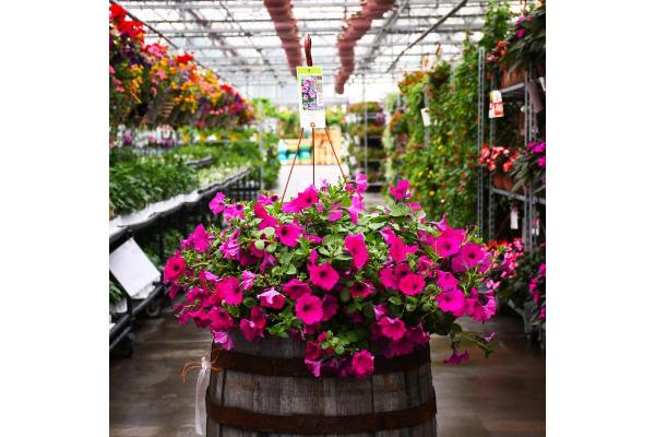 HB12" PETUNIA WAVE PURPLE