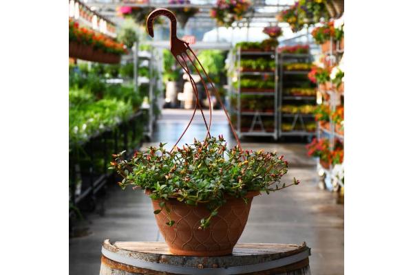 HB12" PORTULACA PAZZAZ MEGA MIX