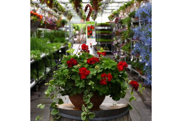 HB12.8" GERANIUM CALLIOPE DARK RED