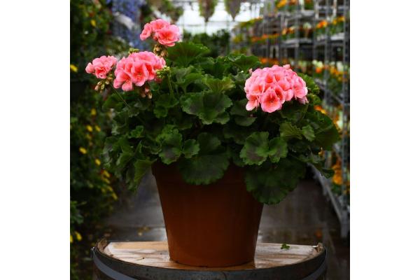 TUB12" GERANIUM AMERICANA SALMON