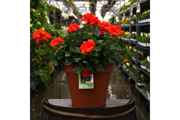 TUB12" GERANIUM MOJO ORANGE