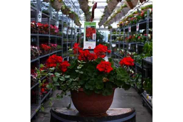 HB12.8" GERANIUM AMERICANA DARK RED