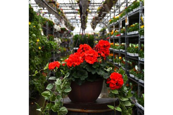 HB12.8" GERANIUM MOJO ORANGE