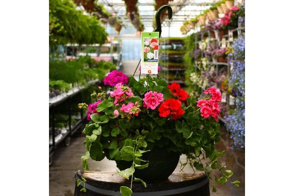 HB12.8" GERANIUM MIX