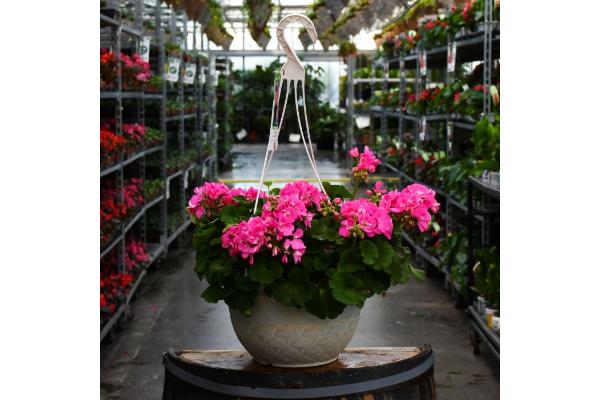 HB12.8" GERANIUM AMERICANA PINK