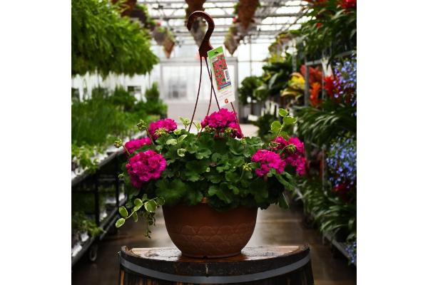 HB12.8" GERANIUM CALLIOPE MEDIUM VIOLET