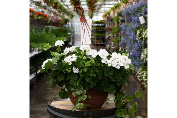 HB12.8" GERANIUM MOJO WHITE