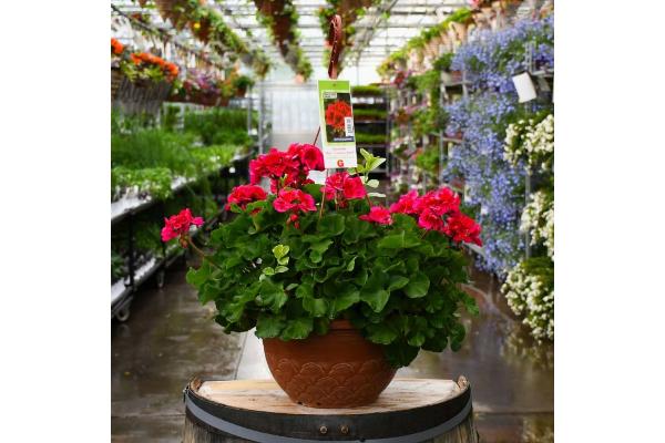 HB12.8" GERANIUM MOJO CRANBERRY SPLASH