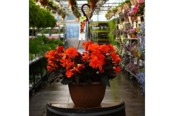 HB12" BEGONIA I'CONIA PORTOFINO HOT ORANGE