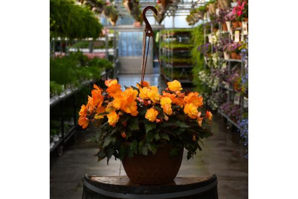 HB12" BEGONIA I'CONIA FIRST KISS DEL SOL