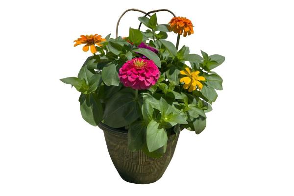 TUB11" ZINNIA-MAGNIFICENT MAGELLAN