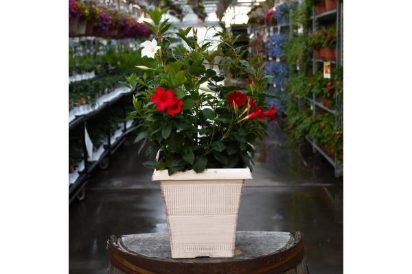 TUB10" MANDEVILLA MIX