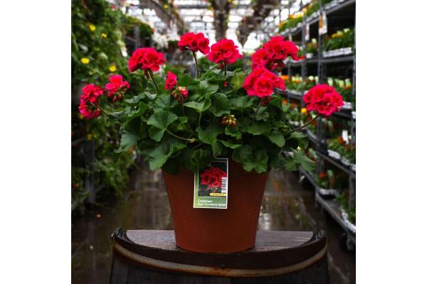 TUB12" GERANIUM MOJO CRANBERRY SPLASH