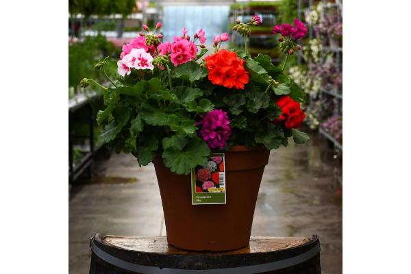 TUB12" GERANIUM MIX