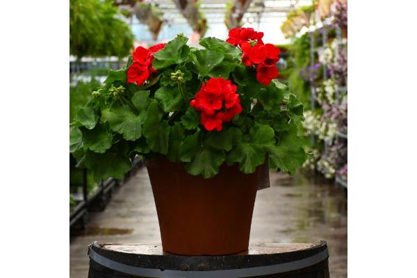 TUB12" GERANIUM RED