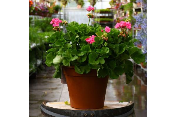 TUB12" GERANIUM AMERICANA PINK