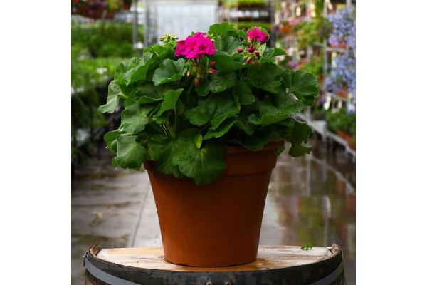 TUB12" GERANIUM CALLIOPE MEDIUM VIOLET